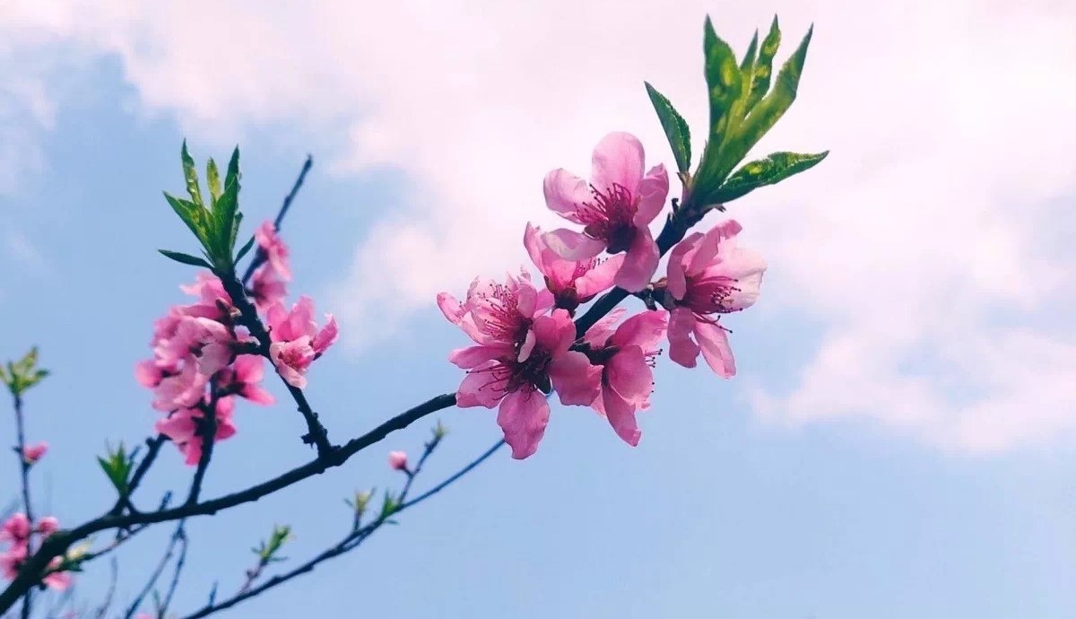 春暖花開.jpg
